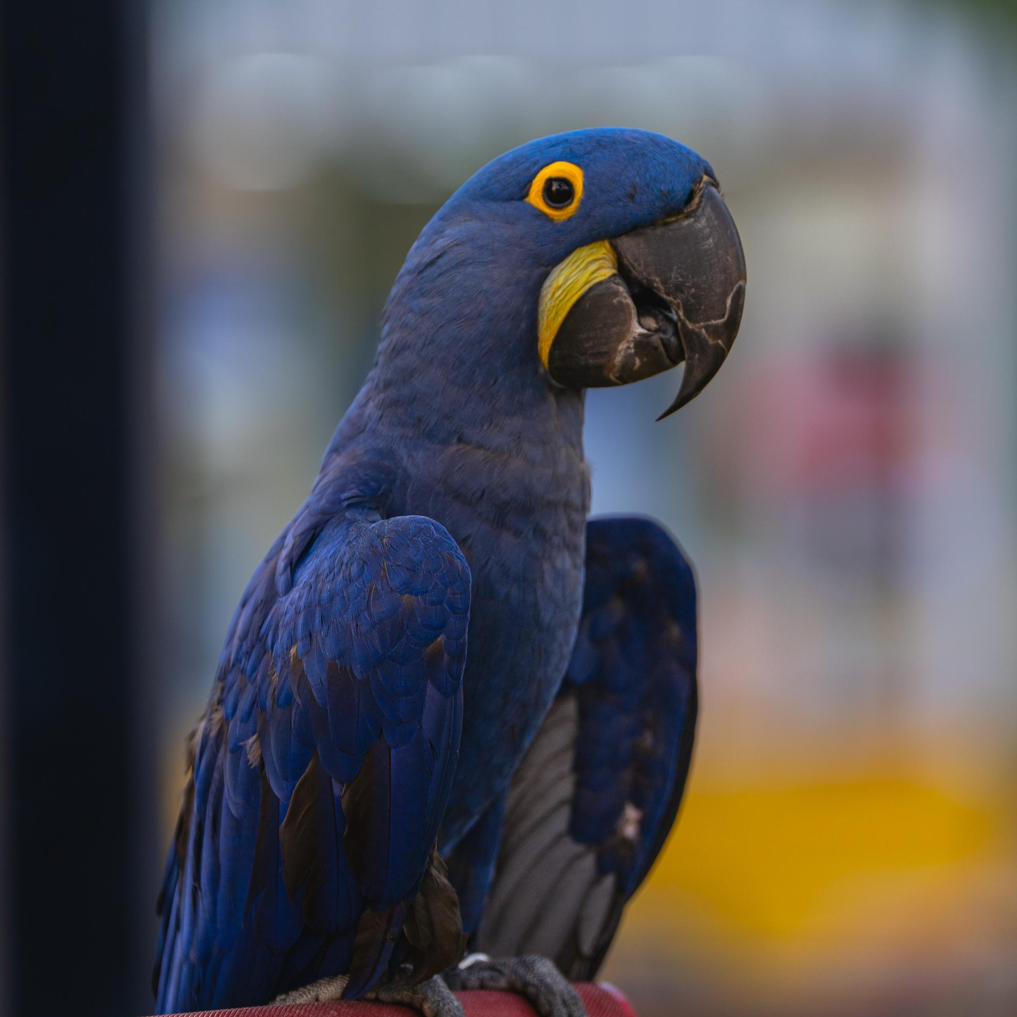 سلطان الحربي